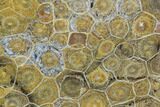 Polished Fossil Coral (Actinocyathus) - Morocco #100722-1